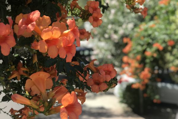 fıstıklı bilgiç pansiyon 1