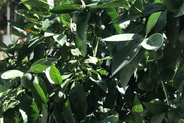 fıstıklı bilgiç pansiyon 14