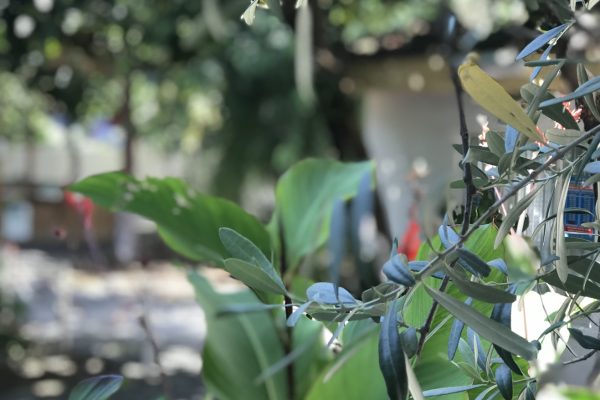 fıstıklı bilgiç pansiyon 21