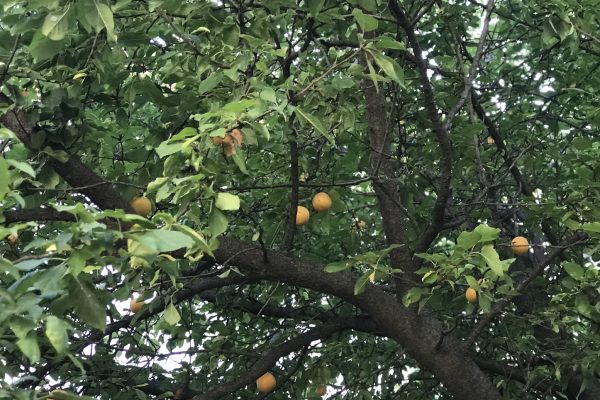 fıstıklı bilgiç pansiyon 5