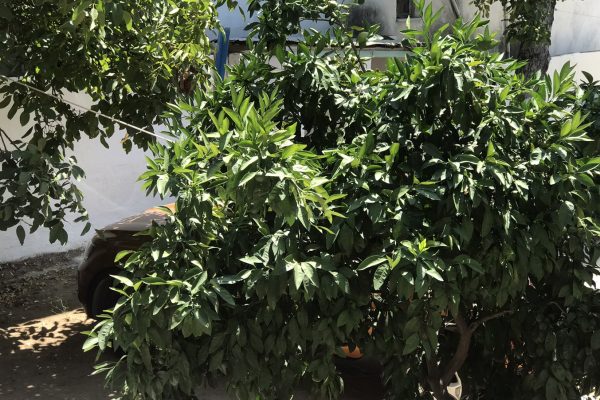 fıstıklı bilgiç pansiyon 6