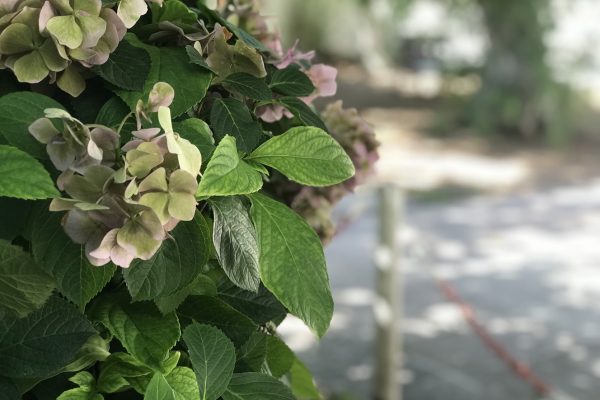 fıstıklı bilgiç pansiyon 8